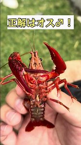 「ザリガニのオス♂メス♀ 3秒で見分けられる？