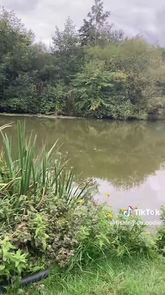 Effective Fishing Tips for Bream with Luncheon Meat