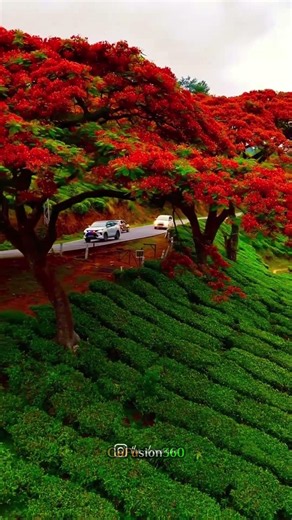 Munnar Gap Road | Kerala's Most Beautiful Monsoon Drive 🇮🇳 #travel #kerala #munnar #monsoon #shorts