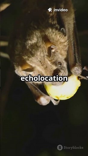 How Echolocation Works: Nature's Sonar! #lifetips101