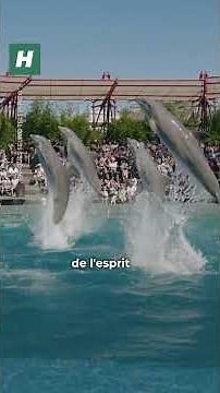 These Marineland dolphins were transferred despite opposition from animal rights groups
