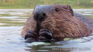 52K views · 6K reactions | Happy Friday everyone! Today’s beaver video is a close up, water-level view of a little beaver chewing on a branch. I love the chewing sounds and the noises they make. There is a second beaver a few feet away that is also chewing. Enjoy! #wildlifephotography #funnyanimals #beavers | Mike’s photos and videos of beavers | Facebook