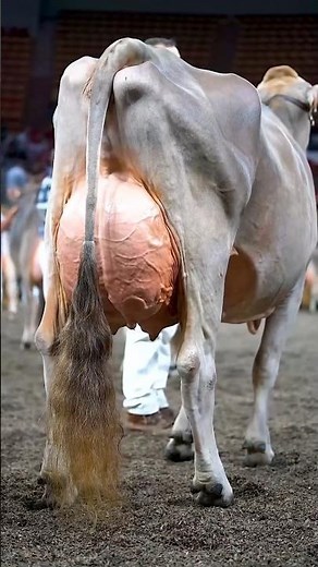 Why do Brown Swiss cows produce so much milk?