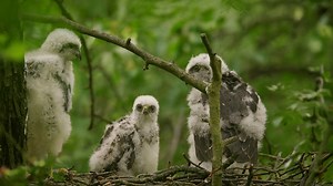 Sparrowhawk and a Nest of Baby Sparrows in the Wild
