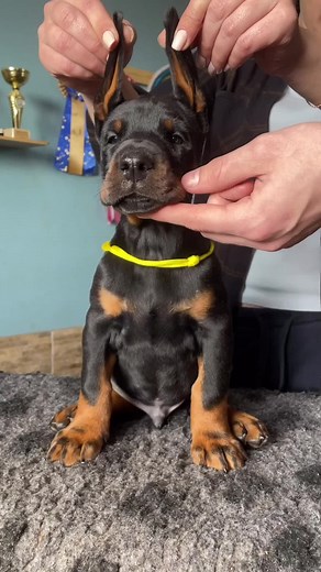 Sweet baby 🖤 A☑️🅰️ℹ️L🆎LE #dobermanpuppy #dobermanlove #dobermanbaby | doberman