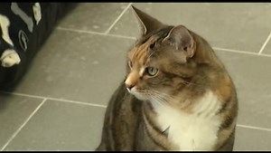 How Kingston is dealing with its feral cat problem