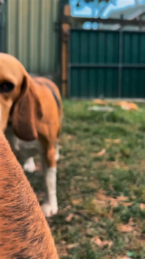 Twenty new beagles have just arrived into care 🐾 A little sneak peek before introductions begin. Big weeks ahead as they settle in, decompress and start their next chapter. #Beagle #beaglefreedomaustralia #adopt #foster #share #community | Beagle Freedom Australia
