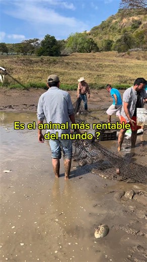 Rodo Arcadia | En el próximo video te digo costos de inversión y rentabilidad 🐠 | Instagram