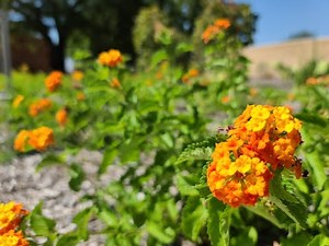 Grow Native: Plants for Texas
