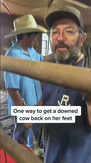 How To Get a Downed Cow Up Quickly