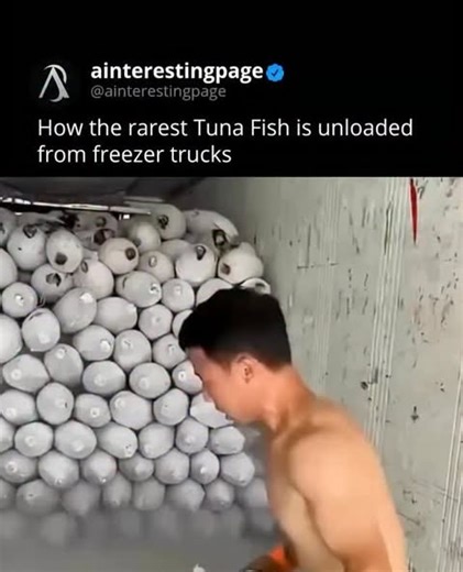 zorancodes on Instagram: "Unloading rare tuna from freezer trucks is a process built around speed, temperature control, and careful handling. The fish are kept frozen solid from the moment they’re caught, preserving texture and quality, and every second outside controlled conditions matters. As the truck doors open, workers move quickly, transferring each tuna onto insulated carts or conveyors to prevent any warming. What makes the operation so precise is the value of the fish. High-grade tuna c
