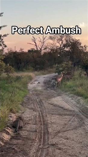 #wildlife #naturelovers #wildanimals