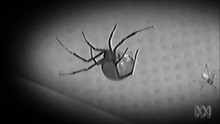 Catalyst: Mating habits of redback spiders - ABC Education