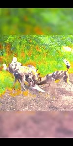 1.8M views · 10K reactions | Wild dogs tear their prey into small pieces | Wild Animals Life | Facebook
