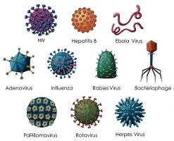 Estructura de los virus