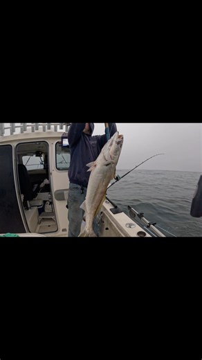 White Sea Bass on the Central Coast !! 👻 #whiteseabass #fishing #centralcoast #avilabeach #fyp
