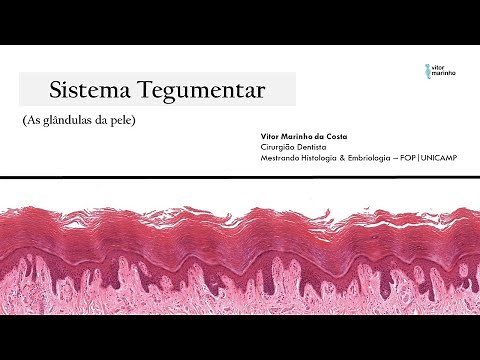 Sistema Tegumentar - As glândulas da pele (sudoríparas e sebáceas)