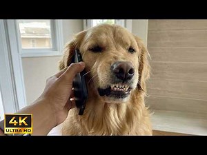 Dogs’ Most Ridiculous Moments on Earth in 4K 🤣