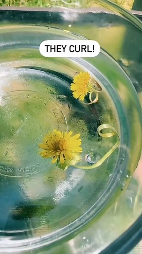 Have you tried this? Fun experiment spring & summer! #activitiesforkids #summertimefun #springiscoming | Kids Craft Barn