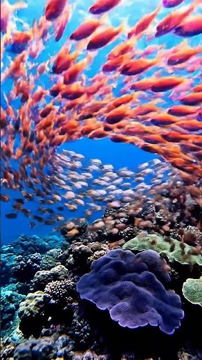 Mesmerizing Rainbow Fish Dance | Underwater Fireworks