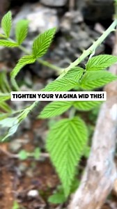 Red Raspberry Leaf – A Sacred Ally for Vaginal Tone & Womb Strength If you’ve been feeling disconnected from your body... If you’re struggling with heavy periods, weak pelvic floor, or just not feeling as “tight” or toned as you once did... Let me reintroduce you to one of nature’s most ancient womb healers: Red Raspberry Leaf. This herb has been traditionally used for generations to: Tone and strengthen vaginal walls Support uterine health and menstrual balance Reduce heavy bleeding Help with p