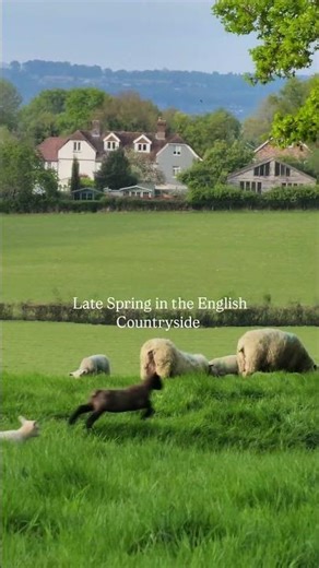 Later spring in the English Countryside. #lamb #englishcountryside #slowliving #countryliving