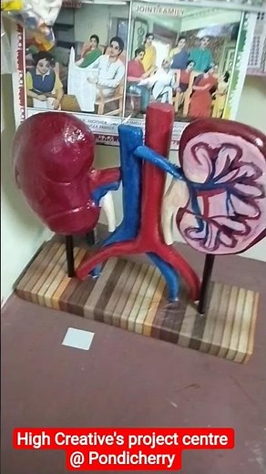 human kidney 3d model #excretory_system working model #tlmideas #creativescienceproject #physics#art