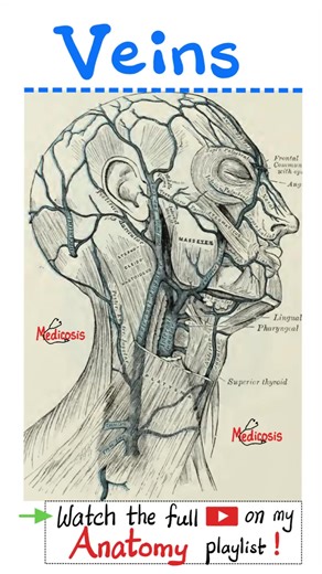 Veins of Head and Neck - Anatomy...#anatomy #physiology #biology #nurse #doctor #mbbs #art #neuroscience #neuroanatomy #usmlestep1 #mbbs #medicalassistant #MedicalEducation #premed #dentist #medical #doctor #USMLE #NCLEX #pharmacy #nurse #paramedic #chemistry #education #science #mcat #pharmacist #physics #doctors #anatomy #physiology #health #physician #diet #nutrition #learn #dentistry #medical | Medicosis Perfectionalis