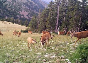 6.2K views · 260 reactions | Many Utah pioneers wrote about wildlife sightings in their journals and diaries. We hope you can get outdoors, see some wildlife and enjoy a fun, safe Pioneer Day! | Utah Division of Wildlife Resources | Facebook