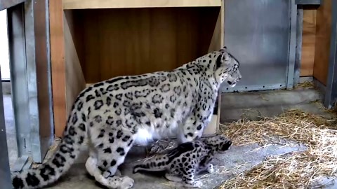 UK zoo welcomes first snow leopard birth in nearly century