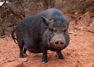 Marshall's Piggy Paradise