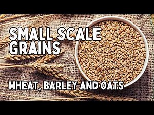 Growing Grains On A SMALL SCALE Homestead Wheat, Barley & Oats