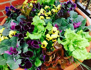4.7K views · 135 reactions | Lisa Hilgenberg, horticulturist at the Regenstein Fruit and Vegetable Garden, shows us how to grow a salad garden. With sunlight, seeds, and consistent moisture, your lettuce crop will transform into a living salad bowl. | Chicago Botanic Garden | Facebook