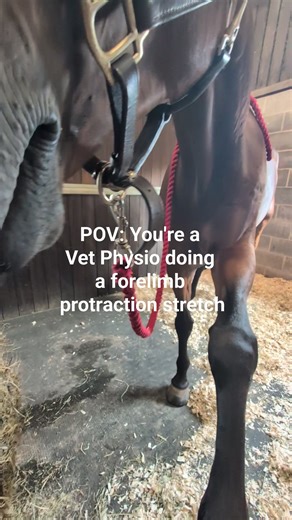 Anyone else?  Forelimb protraction stretches are useful post-physio to lengthen: ➡️ Triceps ➡️ Lats ➡️ Thoracic epaxials And as exercise prescription to help prevent hypertonicity building back up in these areas. Make sure you ask your physio to ensure these are appropriate for your horse. #veterinaryphysiotherapist #equinephysio #beccavetphysio #equinephysiotherapy #equineperformance | Becca Vet Physio | Facebook