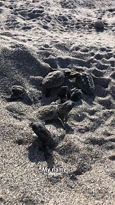 Ever wondered how our research team spends all those early mornings?☀️ According to Bonnie, a seasonal nesting technician at Loggerhead Marinelife Center, no two days are ever the same. Our research team is full of rock stars! Thanks to them, our Center is a global leader that shares insight on sea turtle activity with local and international audiences. #seaturtlehospital #seaturtle #lmc #loggerheadseaturtle #seaturtleresearch #loggerheadmarinelifecenter | Loggerhead Marinelife Center
