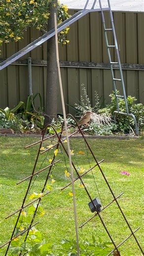 Noelle said , a little birdie told her that we were excited to hear of her happy news! So she popped by for a quick visit before returning to her nest 🪺 It’s so good to see her again! #fairycastlefarm #rescuestory #backyardbird #englishsparrow #bird #sparrow #birb | The Residents of Fairy Castle Farm