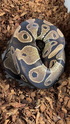 GEN Z REPTILES on TikTok