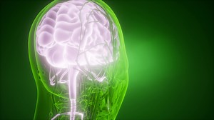 Anatomy of Human Brain