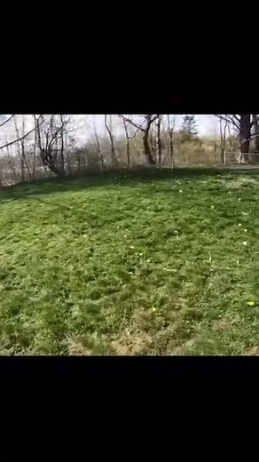 How to safely break up a dog fight…it happens to us all stay calm #reels #dog #viral | I am the HULK