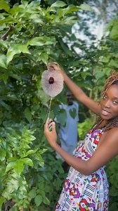Discover the incredible benefits of the Jamaican Duck Flower! This powerful natural remedy is known for its detoxifying properties, aiding in weight loss, boosting energy, and improving digestion. Experience the rejuvenating effects of this amazing plant and embrace a healthier lifestyle. #JamaicanDuckFlower #NaturalRemedy #Detox #WeightLoss #EnergyBoost #HealthyLiving #PlantMedicine #HolisticHealth #NaturalHealing #Detoxification #WellnessJourney #HerbalMedicine #OrganicLifestyle #Cleanse #Nutr