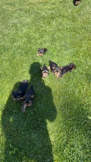 ✨🎅 Christmas Magic teacup Yorkie Puppies 🎄🐾 Meet our tiny babydoll Yorkies bringing all the holiday sparkle this season. These little cuties are known for their silky coats, loving personalities, and big hearts in tiny bodies. Yorkies are smart, loyal, hypoallergenic, and make the perfect companion for cozy winter nights. ❄️💕 From twinkling lights to festive snuggles, these pups are ready to brighten your holidays! 🎁🐶 where all the cutest winter memories begin. ❤️✨ #YorkiePuppy #YorkiesOfC