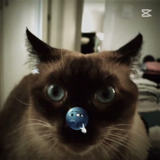 #cat #moewie