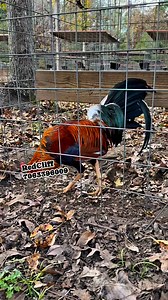 30K views · 680 reactions | Dre RedCliff on Reels | Facebook