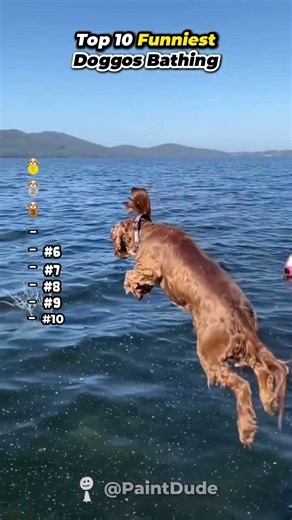 Top 10 FUNNIEST Doggos Bathing