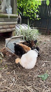 1.1K views · 496 reactions | How many frizzle Polish chickens can you fit at a @grandpasfeedersaustralia ? Four, apparently! #aussiechickens #herechookchook #cottagegarden #freerangechickens #poules #galline #höns #hühner #galinhas | Herechookchook | Facebook