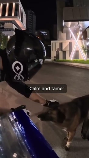 This Is How You Tame A Wild Dog🐕❤️