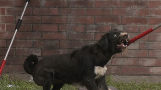 PVAS granted care for 90  animals in hoarding case