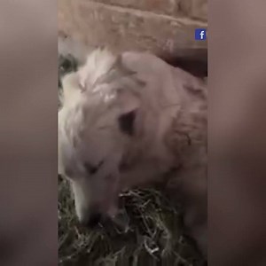 Odin the dog is a hero. He refused to leave during the wildfires, staying behind to save his herd. ❤️ ❤️ ❤️ Miraculously, they all survived. | The Digital Spoke