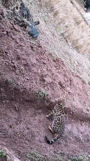 780K views · 9.1K reactions | Ocelot Trying To Hunt Rabbit - -  Credit: Unknown - - All credit goes to respective owners  DM for removal or credit. - - Follow us for more videos: @animalentertainment7 - - #cat #Ocelot #hunter #closeenough #predator #greaterkruger #escape #wildlife #wildlifeaddicts #animal #animallovers #nature #africa #africasafari #africamagic #attack #videooftheday #stalking #rabbit | Animals Wildside | Facebook