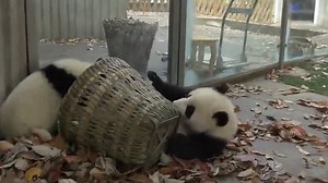 Baby pandas: cute, but really annoying